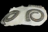 Plate of Three Devonian Ammonite (Anetoceras) Fossils - Morocco #136000-3